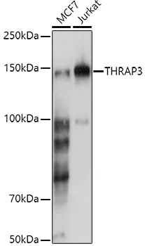 THRAP3 Rabbit Polyclonal Antibody - image 1