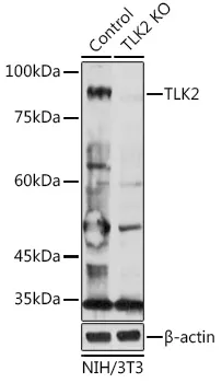 TLK2 Rabbit Polyclonal Antibody - image 1