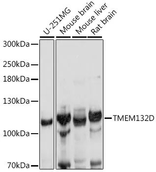 TMEM132D Rabbit Polyclonal Antibody - image 1