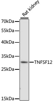 TWEAK (TNFSF12) Rabbit Polyclonal Antibody - image 1