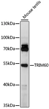 TRIM60 Rabbit Polyclonal Antibody - image 1