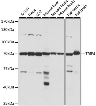 ASC1 (TRIP4) Rabbit Polyclonal Antibody - image 1