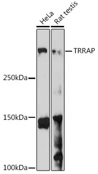 TRRAP Rabbit Polyclonal Antibody - image 1