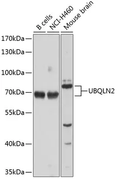 UBQLN2 Rabbit Polyclonal Antibody - image 1