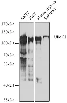 RAP80 (UIMC1) Rabbit Polyclonal Antibody - image 1