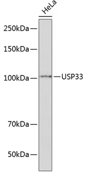 USP33 Rabbit Polyclonal Antibody - image 1