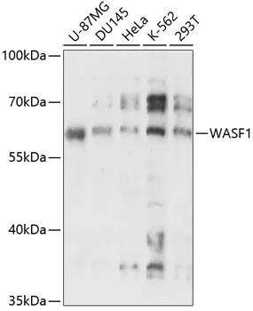 WAVE 1 (WASF1) Rabbit Polyclonal Antibody - image 1
