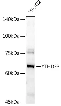 YTHDF3 Rabbit Polyclonal Antibody - image 1