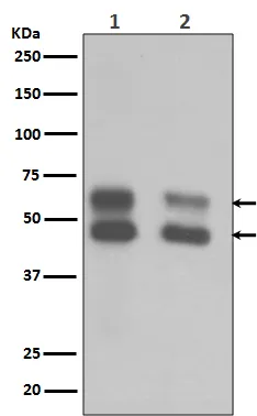 CAMK2A Rabbit Polyclonal Antibody - image 1