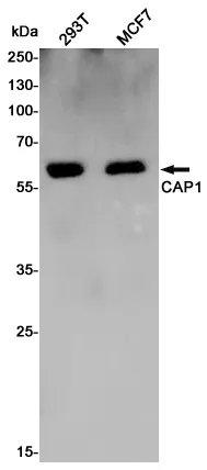 CAP1 Rabbit Polyclonal Antibody - image 1