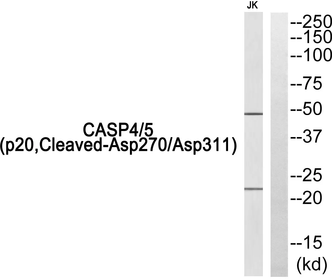 CASP4 Rabbit Polyclonal Antibody - image 1