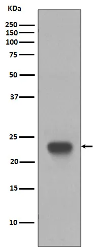 CD3E Rabbit Polyclonal Antibody - image 1