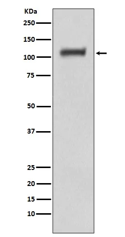 DAXX Rabbit Polyclonal Antibody - image 1