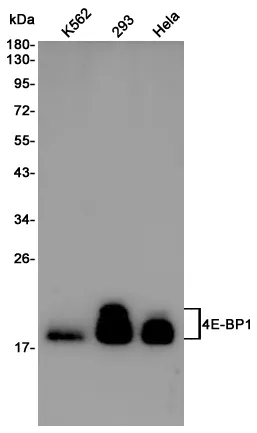 EIF4EBP1 Rabbit Polyclonal Antibody - image 1