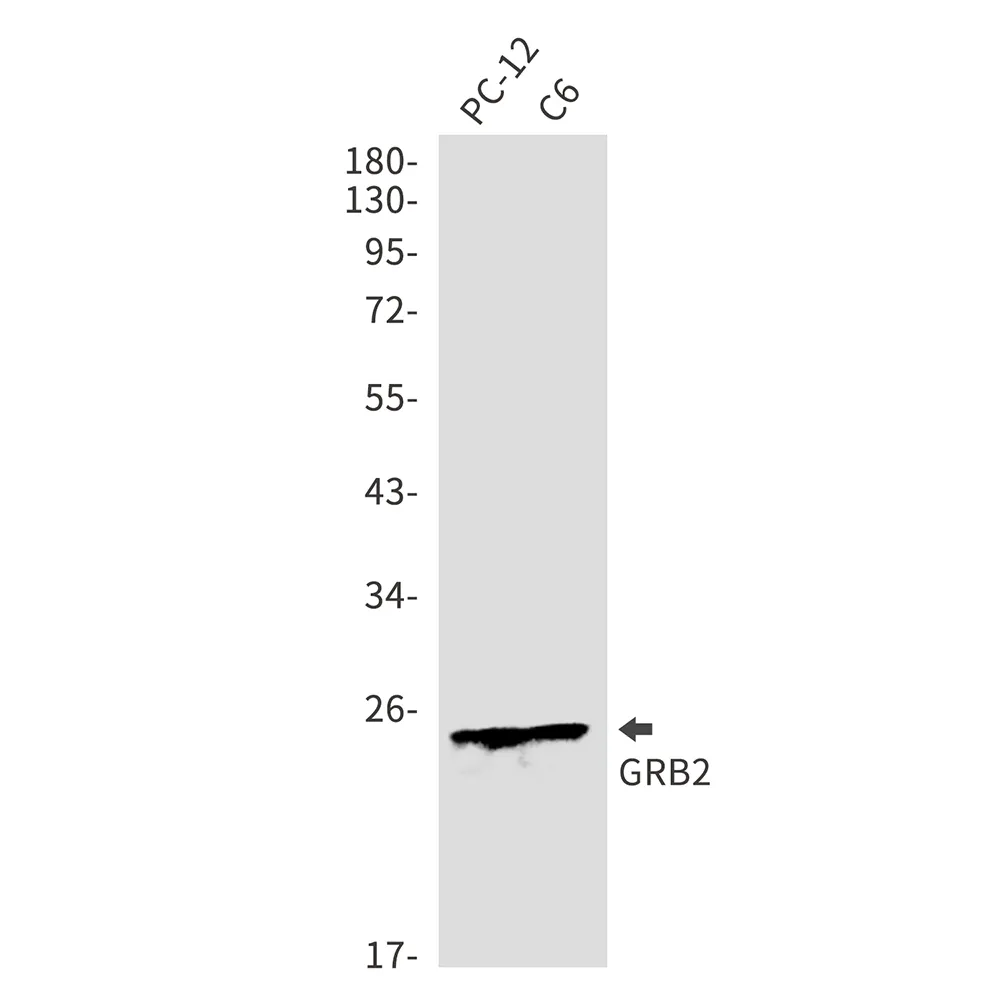 GRB2 Rabbit Polyclonal Antibody - image 1