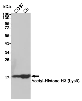 H3FT (HIST3H3) Rabbit Polyclonal Antibody - image 1