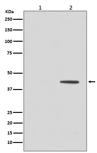 MAP2K1 Rabbit Polyclonal Antibody - image 1