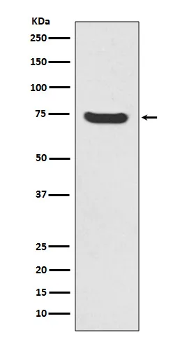 MEKK2 (MAP3K2) Rabbit Polyclonal Antibody - image 1