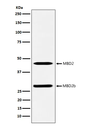 MBD2 Rabbit Polyclonal Antibody - image 1