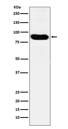 MCM7 Rabbit Polyclonal Antibody - image 1