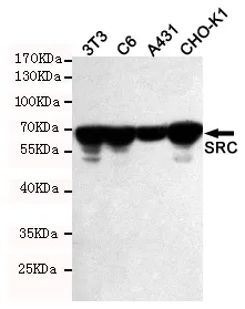 SRC Rabbit Polyclonal Antibody - image 1
