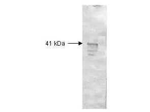DEX Rabbit Polyclonal Antibody - image 1