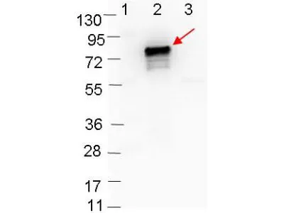 ospB Rabbit Polyclonal Antibody - image 1