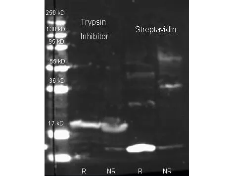 Rabbit Polyclonal Antibody - image 1