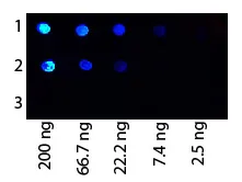 Rabbit Polyclonal Antibody - image 1