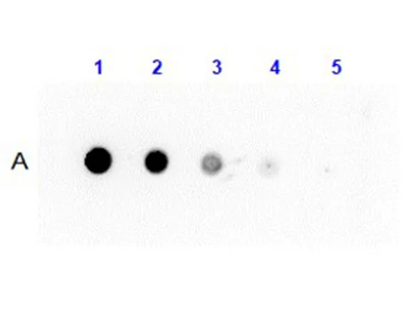 Rabbit Polyclonal Antibody - image 1