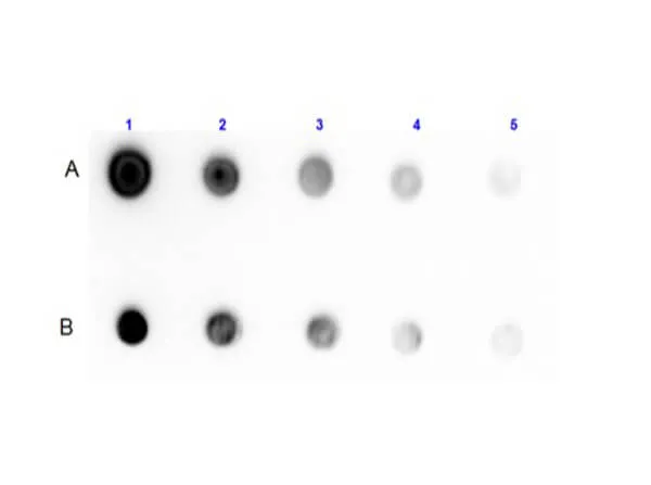 Rabbit Polyclonal Antibody - image 1