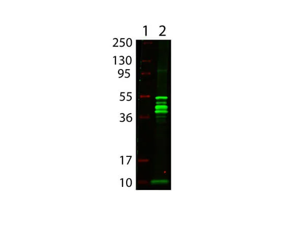 Rabbit Polyclonal Antibody - image 1