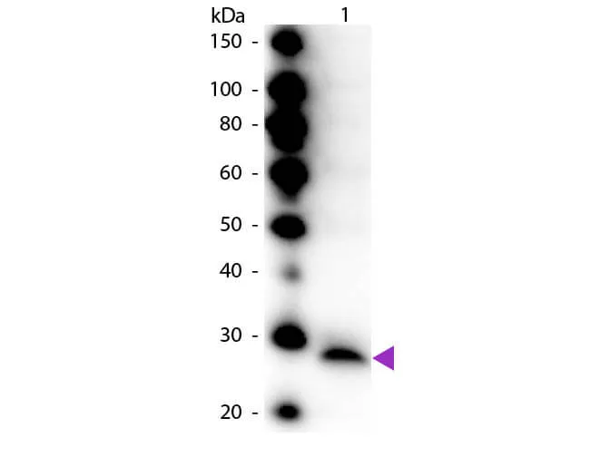 PRSS2 Rabbit Polyclonal Antibody - image 1