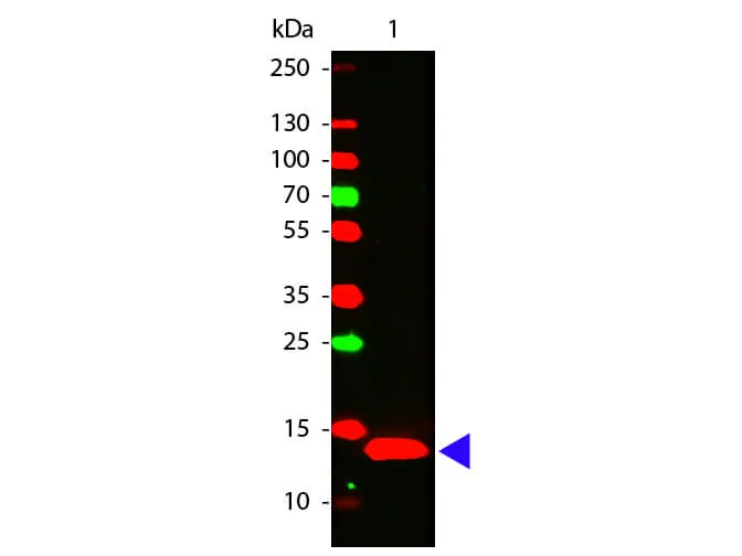 IL22 Rabbit Polyclonal Antibody - image 1