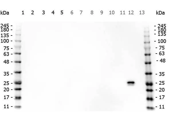 Goat Polyclonal Antibody - image 1