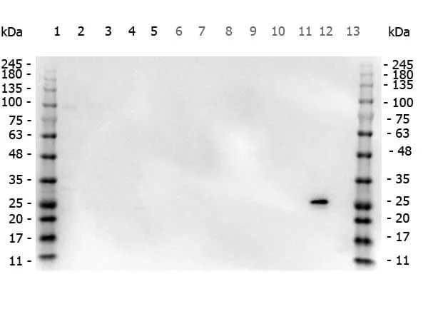 Rabbit Polyclonal Antibody - image 1