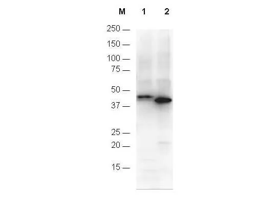 Rabbit Polyclonal Antibody - image 1