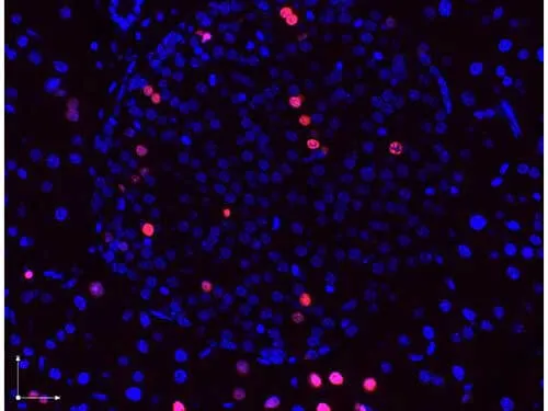 Rabbit Polyclonal Antibody - image 1