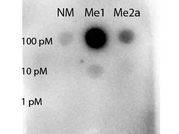 STAT5A Rabbit Polyclonal Antibody - image 1