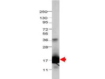 IL36RN Rabbit Polyclonal Antibody - image 1