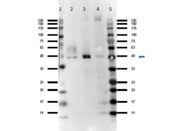 Ffar4 Rabbit Polyclonal Antibody - image 1