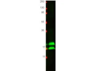 IFNG Rabbit Polyclonal Antibody - image 1