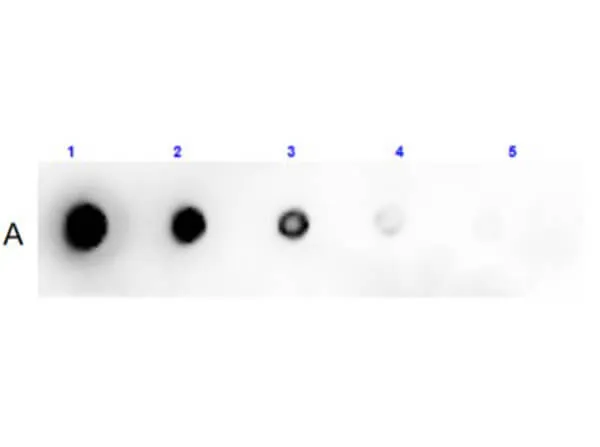 Rabbit Polyclonal Antibody - image 1