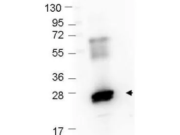 Rabbit Polyclonal Antibody - image 1