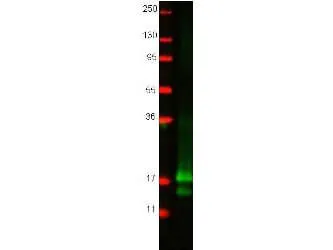 IFNG Rabbit Polyclonal Antibody - image 1