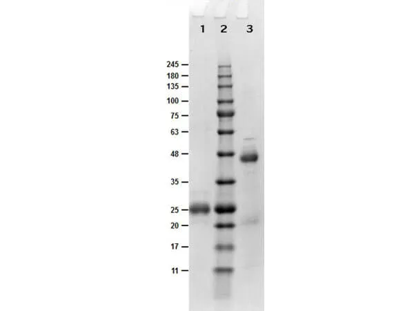 Goat Polyclonal Antibody - image 1