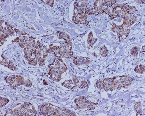 BMP4 Rabbit Monoclonal Antibody - image 1