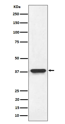 N myc interactor (NMI) Rabbit Monoclonal Antibody - image 1