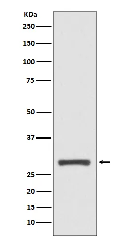 14-3-3 sigma (SFN) Rabbit Monoclonal Antibody - image 1