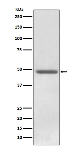 ADFP (PLIN2) Rabbit Monoclonal Antibody - image 1